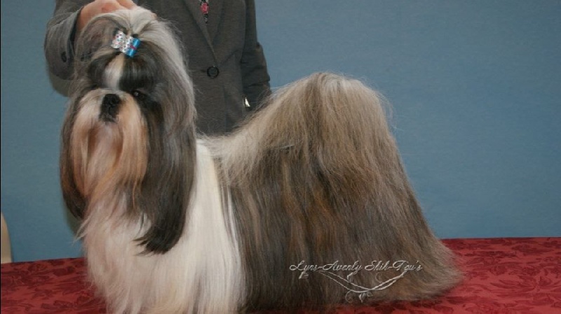 CH. shen de lux Foxtrot - 1er excellent CAC-CACIB-BOS Cruft qualification