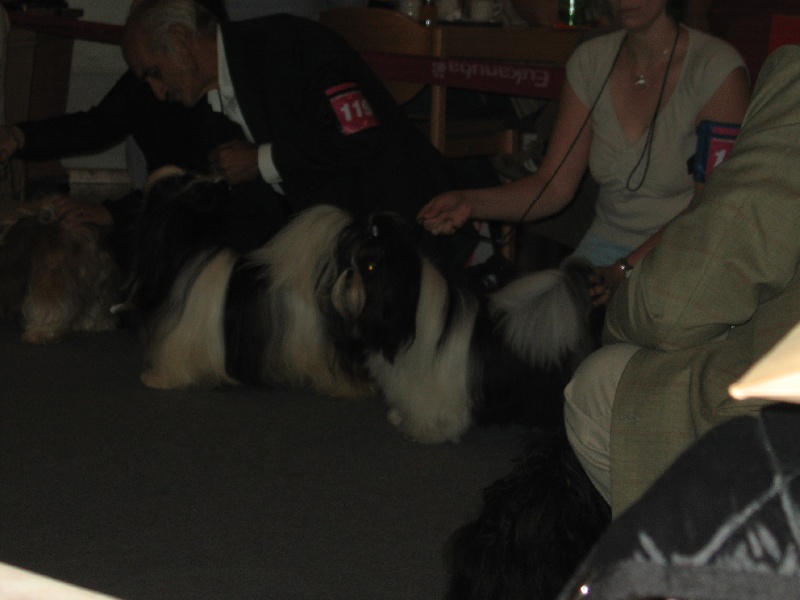 CH. Flashback de la sagesse d'Orient - 1er excellent, jgd CAC et Landesjugendsieger 2007