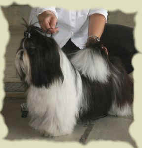 CH. Flashback de la sagesse d'Orient - 1er excellent - meilleur jeune de la race