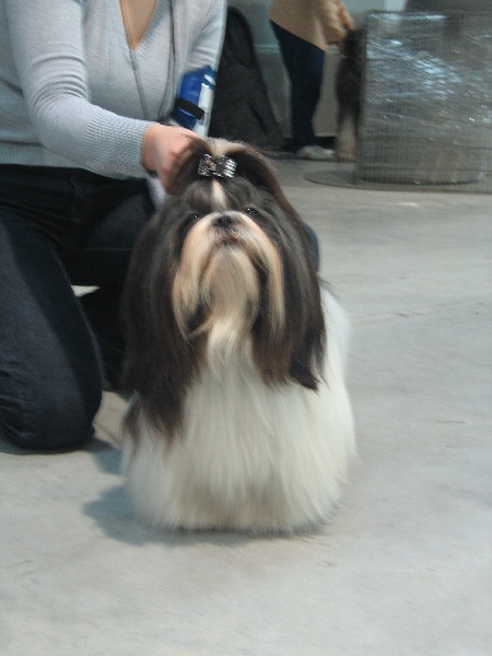 CH. Flashback de la sagesse d'Orient - 1er exc. CAC-VDH-ch