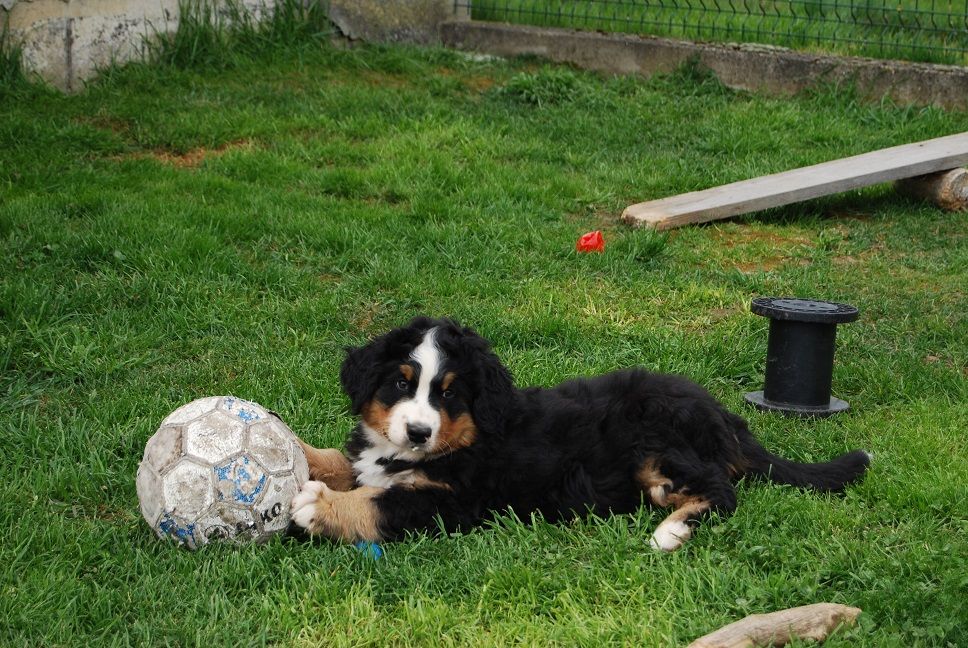 Anya Du vol  des alouettes