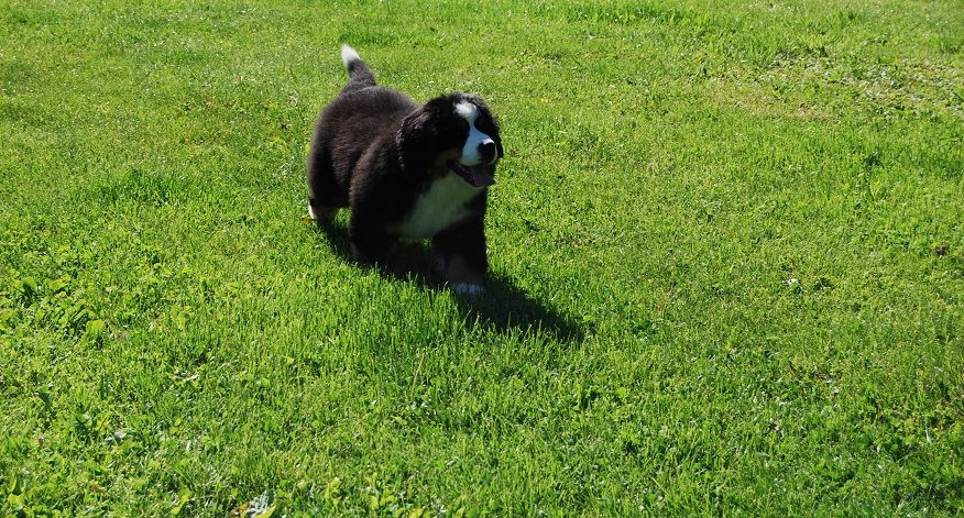 Asabelle Du vol  des alouettes