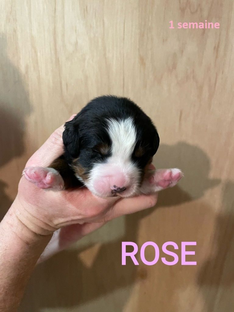 Asabelle Du vol  des alouettes