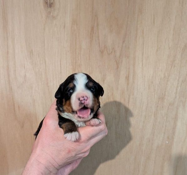 Anya Du vol  des alouettes