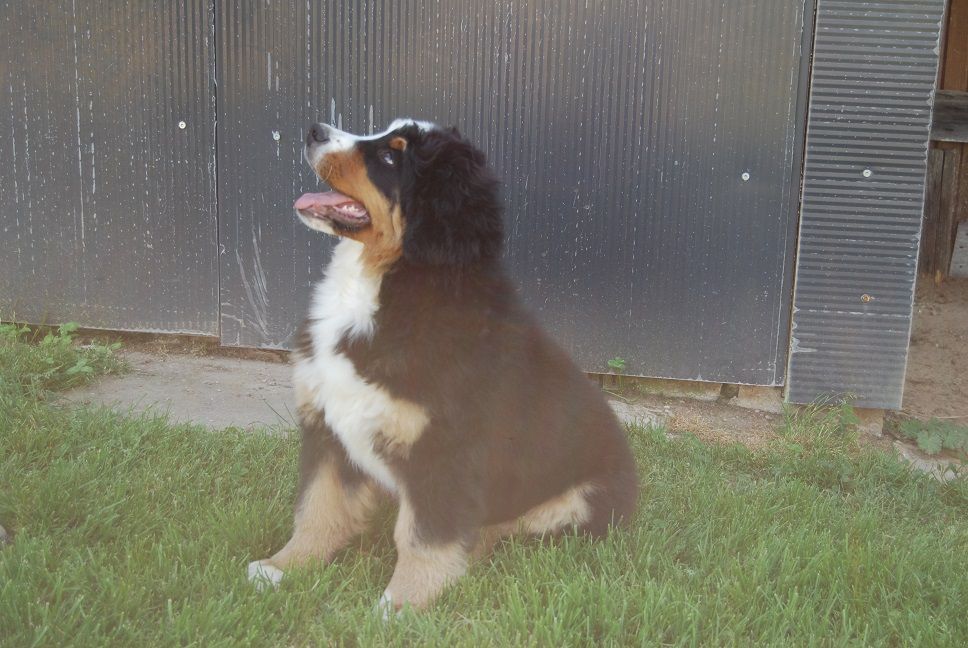 Anya Du vol  des alouettes