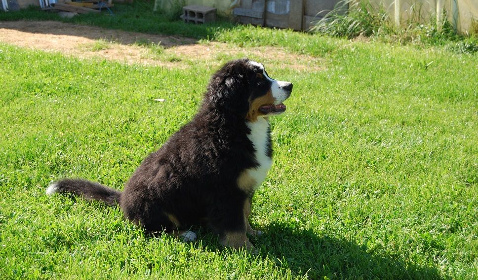 Anya Du vol  des alouettes