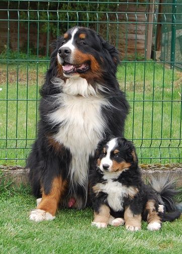 Anya Du vol  des alouettes