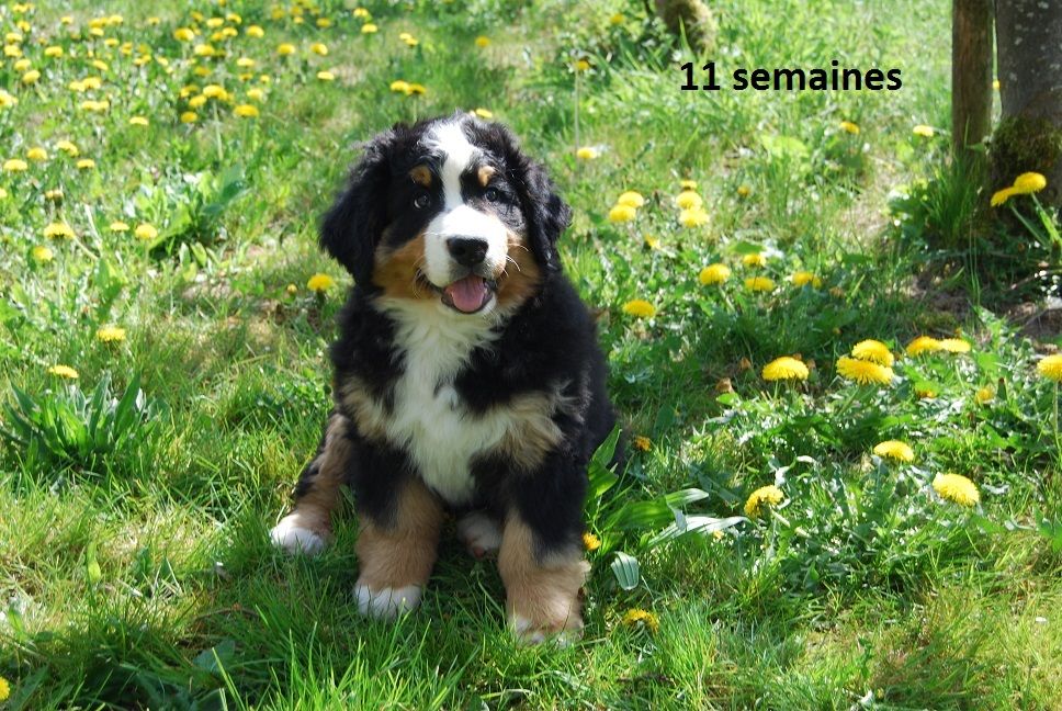 Anya Du vol  des alouettes