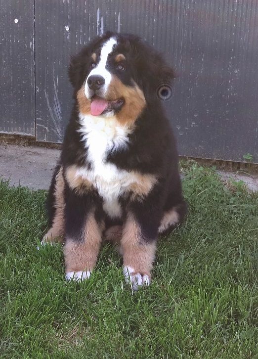 Anya Du vol  des alouettes