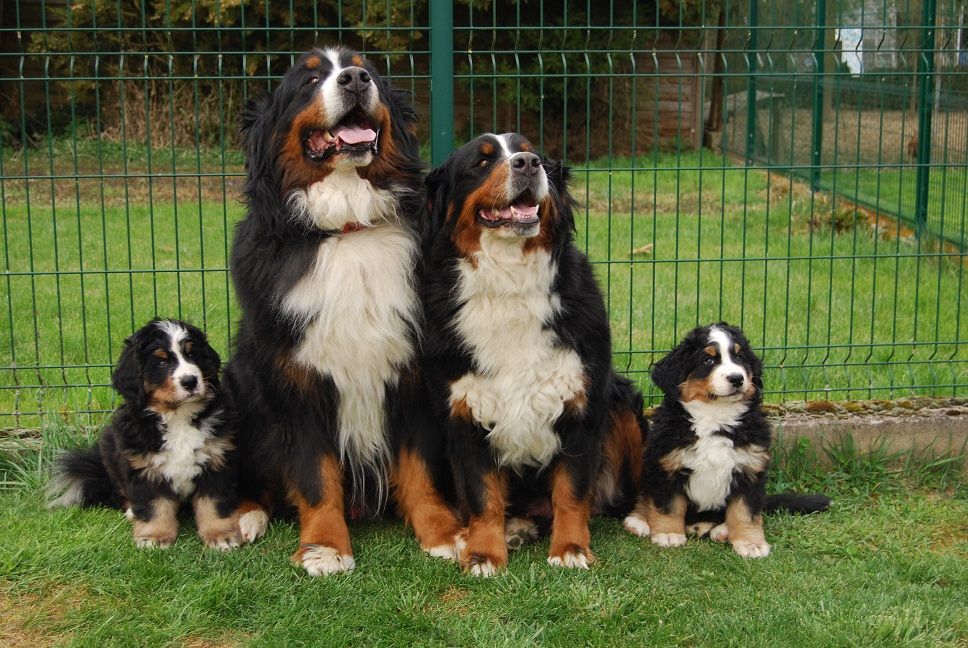 Anya Du vol  des alouettes