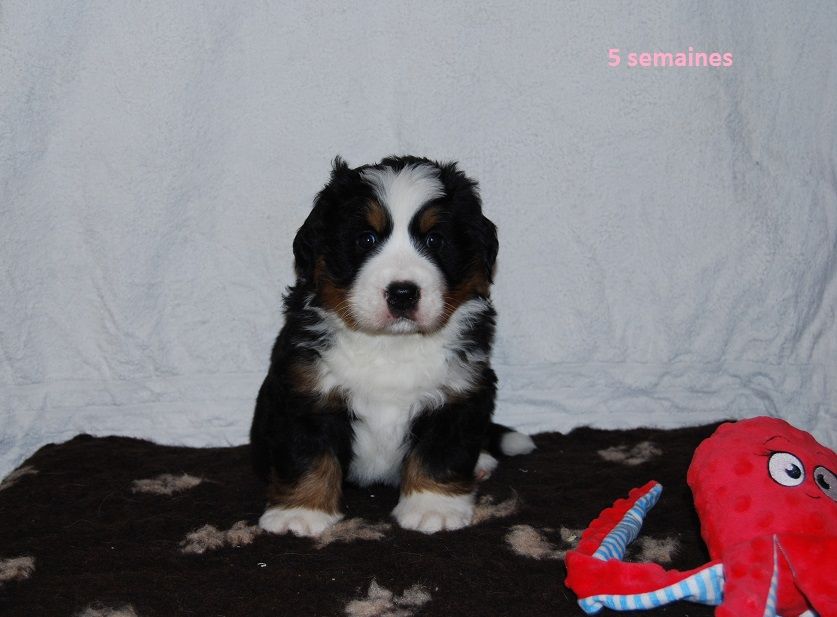 Asabelle Du vol  des alouettes