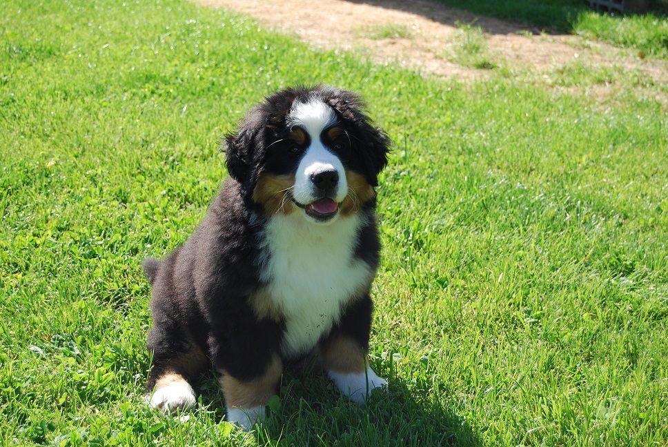 Asabelle Du vol  des alouettes