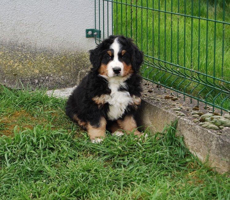 Anya Du vol  des alouettes