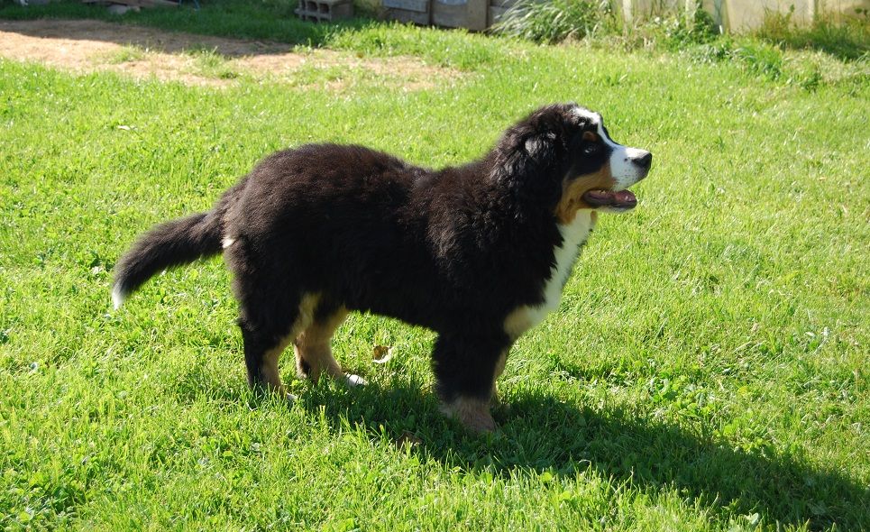 Anya Du vol  des alouettes