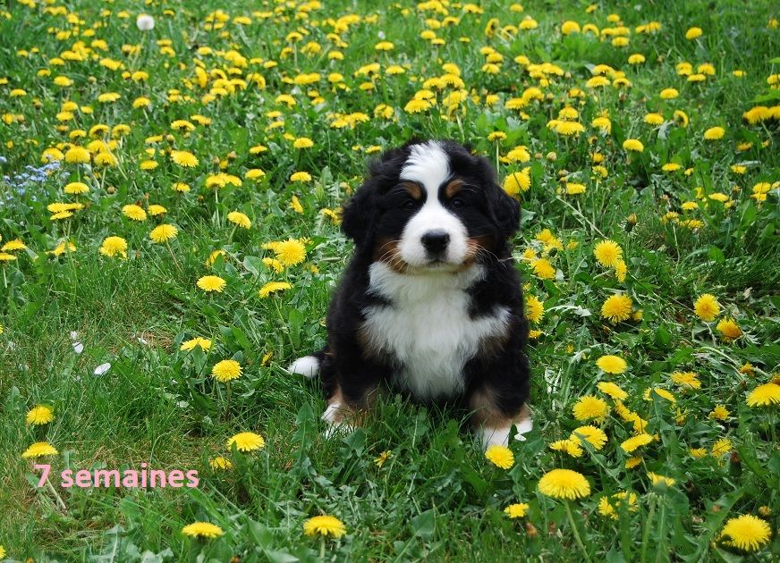 Asabelle Du vol  des alouettes