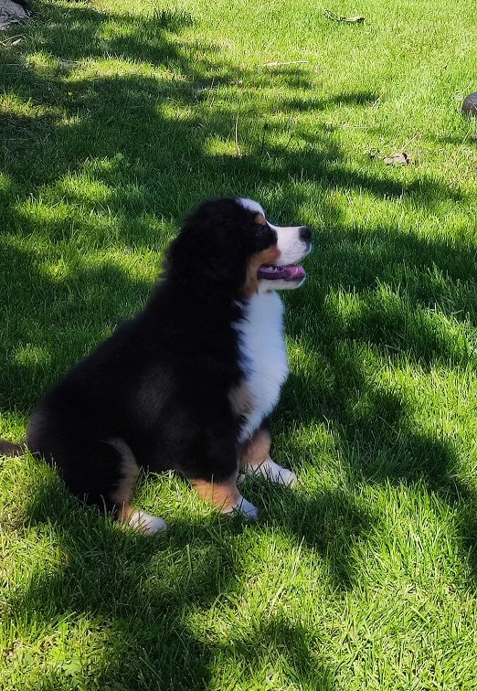 Asabelle Du vol  des alouettes