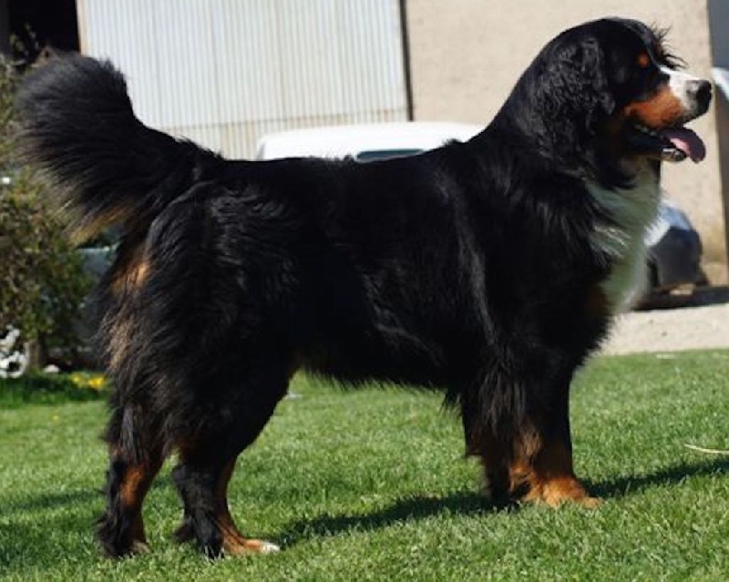 CH. Hercule Du vol des alouettes - Champion de club AFBS 2015