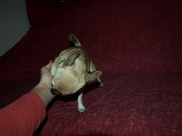 Publication : Du mont vermeil Auteur : Sabine