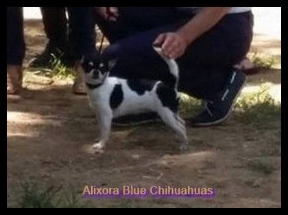 Publication : of Alixora Blue Auteur : Sabine A.