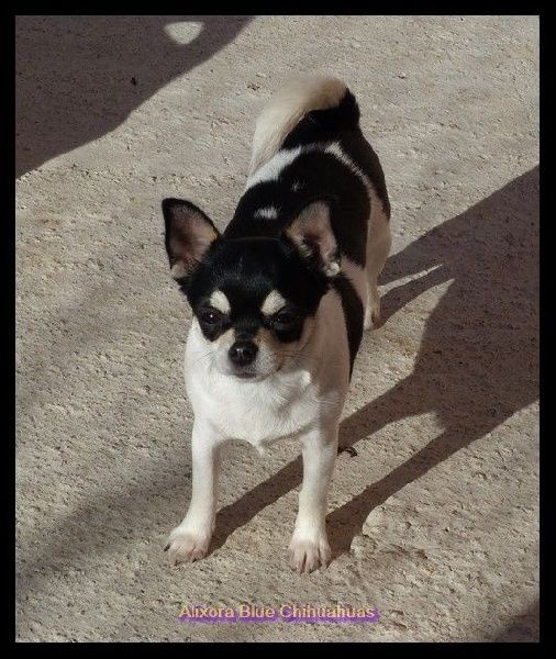 Publication : of Alixora Blue Auteur : Sabine A.