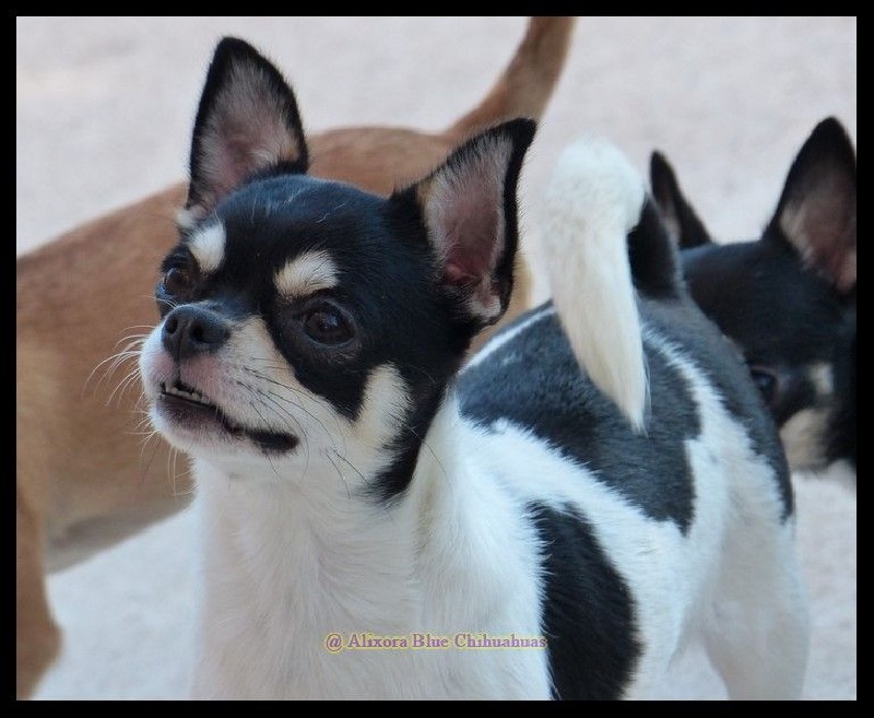 Publication : of Alixora Blue Auteur : Sabine A.