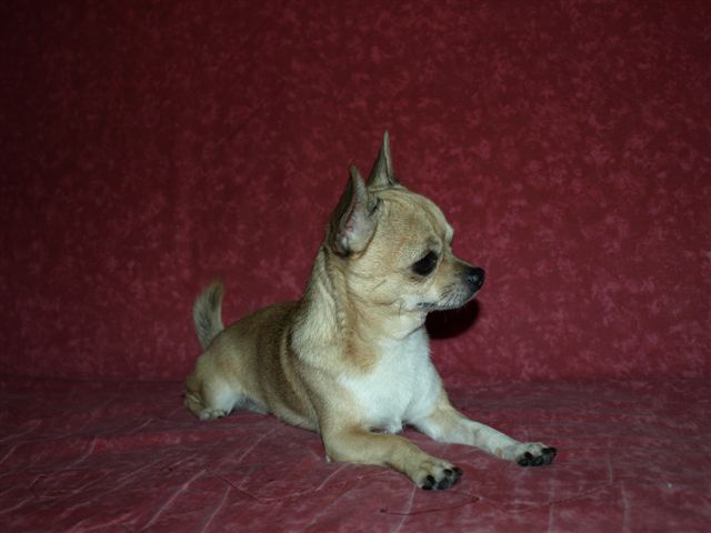 Publication : Du mont vermeil Auteur : Sabine