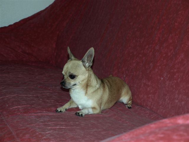 Publication : Du mont vermeil Auteur : Sabine