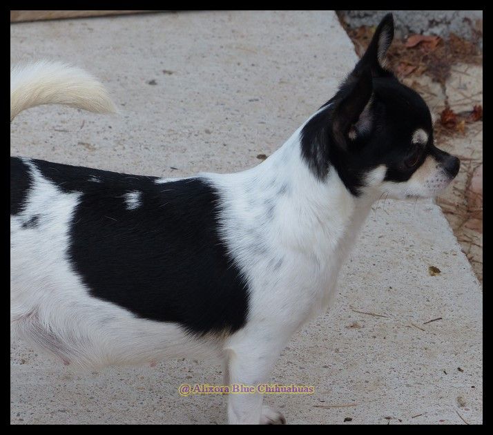 Publication : of Alixora Blue Auteur : Sabine A.