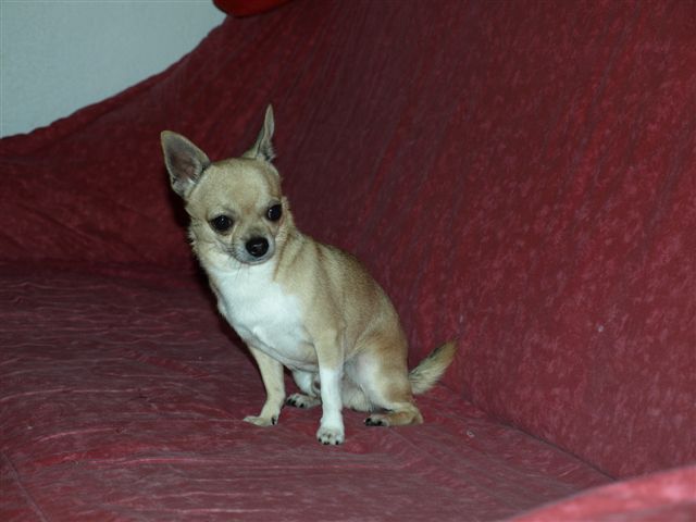 Publication : Du mont vermeil Auteur : Sabine