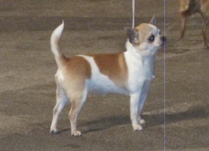 CH. Engélina of Alixora Blue - 2e Excellent RCACM RCACIB