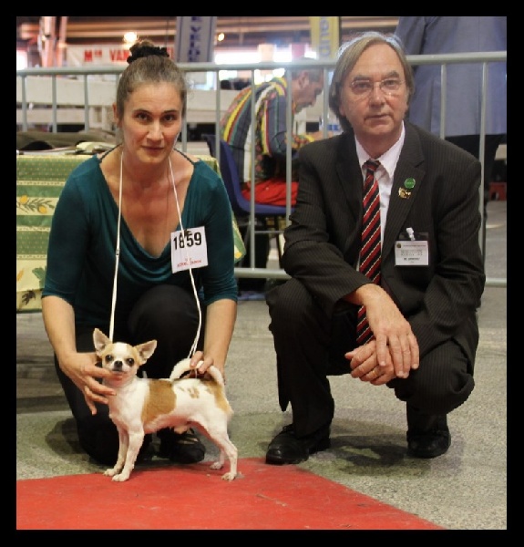 CH. zoya's kingdom Nice man (dit issou) ch.inter multi ch. - 1e EXCELLENT CAC CACIB Meilleur de Race