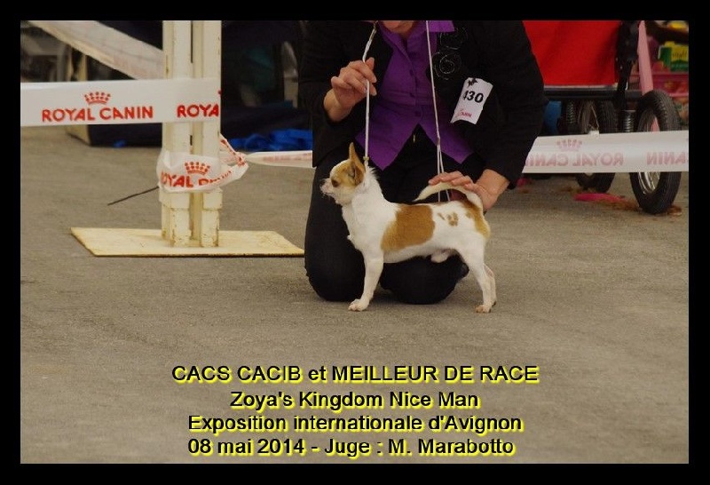 CH. zoya's kingdom Nice man (dit issou) ch.inter multi ch. - 1e Excellent CACS CACIB & Meilleur de Race
