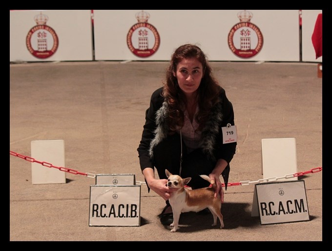 CH. Engélina of Alixora Blue - RCACM RCACIB