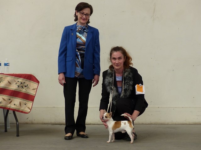 CH. zoya's kingdom Nice man (dit issou) ch.inter multi ch. - 1e EXCELLENT - Meilleur Jeune - Meilleur de Race - 2e Meilleur de Groupe Jeune