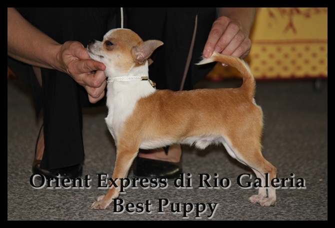 Orient espress (dit capi) di rio Galeria - 1e Très Prometteur - Meilleur Puppy