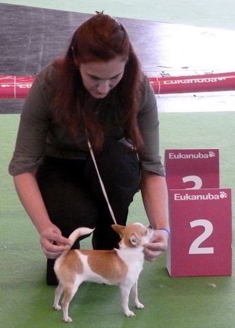 CH. Engélina of Alixora Blue - 2e Excellent