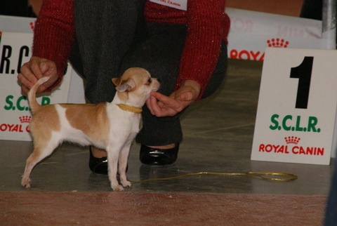 CH. Engélina of Alixora Blue - 1e Excellent