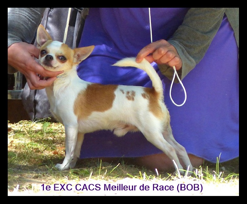 CH. zoya's kingdom Nice man (dit issou) ch.inter multi ch. - 1e EXC CACS Meilleur de Race (BOB)
