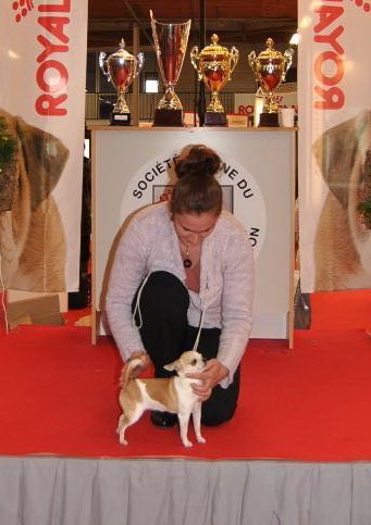 CH. Engélina of Alixora Blue - 1e Excellent - CACS - CACIB