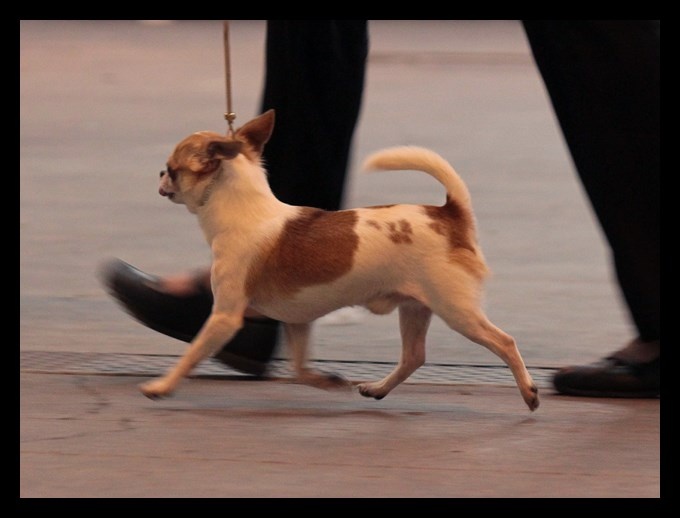 CH. zoya's kingdom Nice man (dit issou) ch.inter multi ch. - 2e EXCELLENT