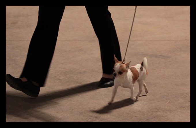 CH. zoya's kingdom Nice man (dit issou) ch.inter multi ch. - 1e EXC Meilleur de Race & 3e du Groupe 9