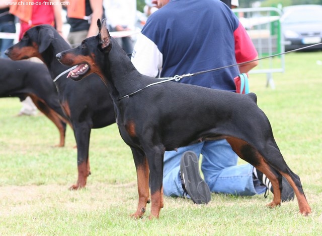 CH. Sant kreal Uriana faygora - 1er EXCELLENT. A , C.A.C , Meilleur de Race