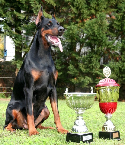 CH. Sant kreal Uriana faygora - 1er EXCELLENT , Major I.D.F. 2007 - Meilleure femelle N/F