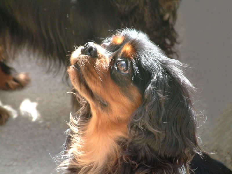 Tulsa time du Nid du Faisan - 1 exc classe veteran