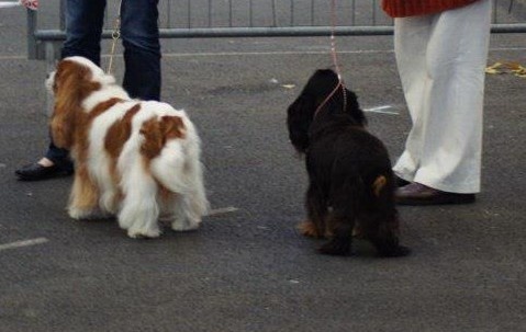 Rascally Of nauvoo - 1 exc Veteran, M Veteran Cavalier