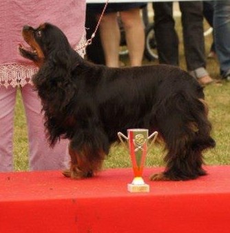 Rascally Of nauvoo - 1 exc veteran, meilleur ruby/noire et feu, 3 ieme vétéran d'expostion