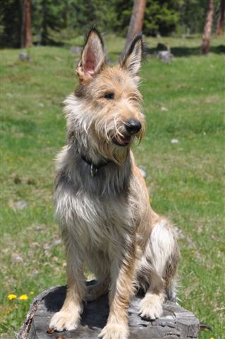 Diva blonde des garous d'ebene