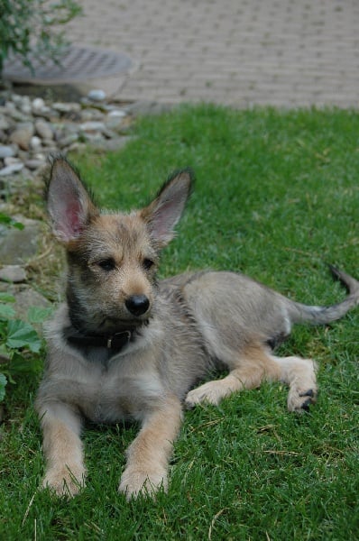 Diva blonde des garous d'ebene