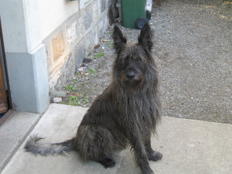 CH. Vitalis des garous d'ebene