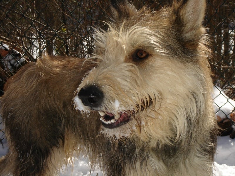 CH. Alsace des garous d'ebene